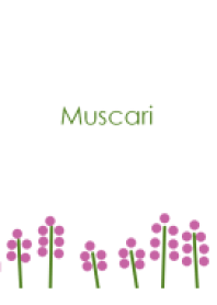 Muscari ~ムスカリ~
