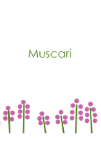 Muscari