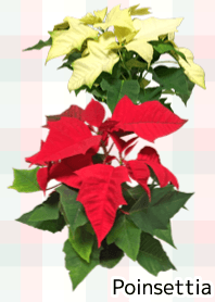 A lot of poinsettia (Japanese ver)