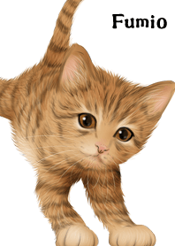 Fumio Cute Tiger cat kitten