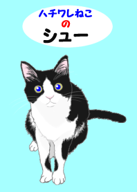 Lovely lovely kitten