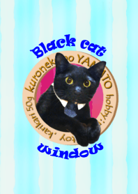Black cat window