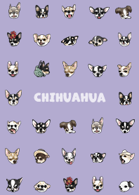 chihuahua2 / violet