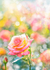 Beautiful rose flower(R2952)