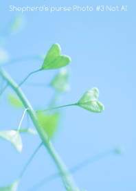 Shepherd's purse Photo #3-11Not AI