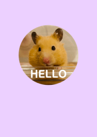 サラリーマンを癒すハム助さんの着せ替え