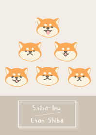 柴犬Chan-Shiba WV