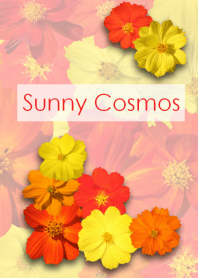 Sunny Cosmos ~おひさまコスモス~