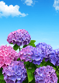 晴れた空とカラフル紫陽花♪