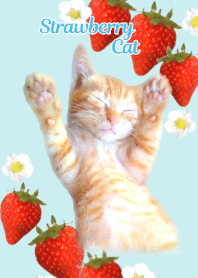 Strawberry & cat