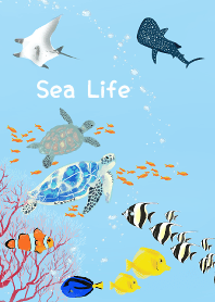 Sea Life (Summer)