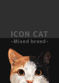 ICON CAT - Mixed breed cat - BLACK/04