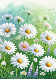 Cheerful Daisy 019!