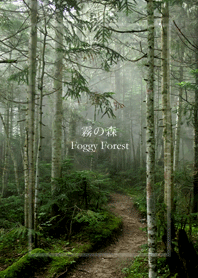 霧の森－Foggy Forest
