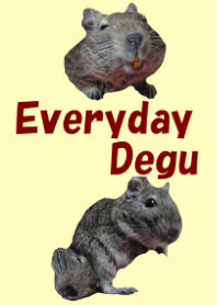 Everyday Degu