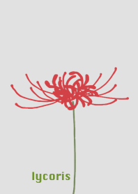 Lycoris flower