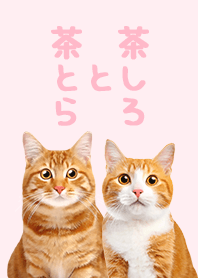 茶とら と 茶しろ - ピンク