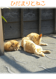 ひだまりとこねこ