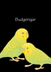 Cute Budgerigar3 on black