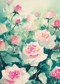 Beautiful rose flower(R4157)