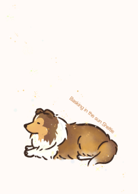 Basking in the sun Sheltie