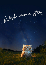 Wish upon a star - Starry sky and kitten