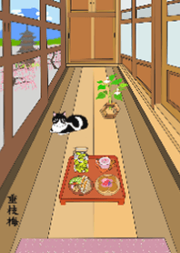 日本系列12-古宅走廊上的猫-垂枝梅