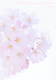 Cherry Blossoms Photo #1-7 Not AI