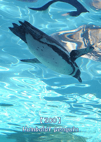 【ZOO】フンボルトペンギン