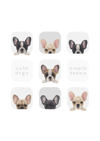 DOGS - French bulldog - WHITE/GRAY