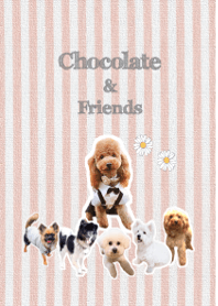 ショコラとなかまたち