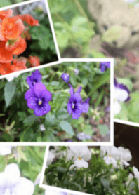 Rainy season flower 01