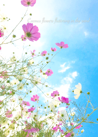 Cosmos flowers fluttering in the wind