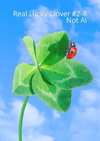 Real Lucky Clover #2-8Not AI