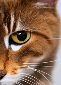 Nyanko Runaway#bwvu111