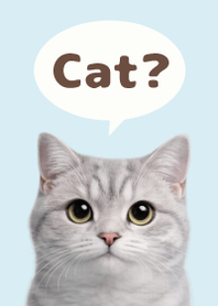 British Shorthair Simples 3 Blue 02