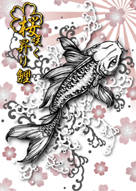 桜咲く昇り鯉