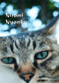Nirami Nyanko＠ペットグランプリ