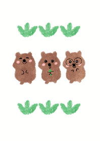 cutie quokka