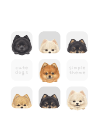 DOGS - Pomeranian - WHITE/GRAY