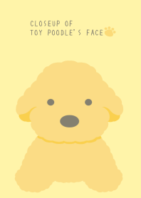 CLOSEUP OF TOY POODLE'S FACEj-LIGHT YEL