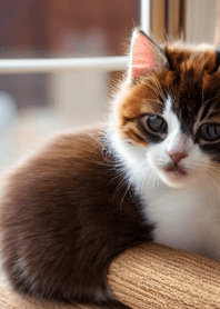 Cats run wild #DMVaZ03.