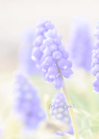 Muscari Theme