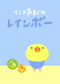 Budgie Yellow face Cobalt Renewal