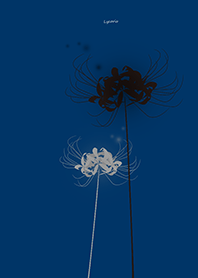 Lycoris black Background blue