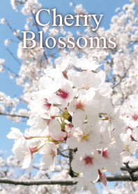 Cherry Blossoms7
