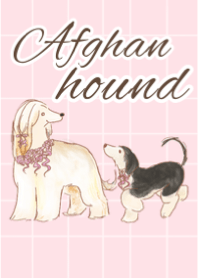 feminine afghan hound