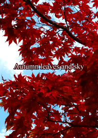 Autumn leaves and sky