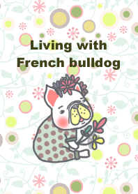 Living with French bulldog