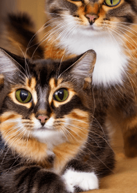 Nyanko Great Runaway#mmgao227.